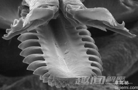 自然界中十大令人毛骨悚然的昆虫79 / 作者:UFO来啦 / 帖子ID:65594