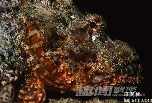 夺命杀手！自然界中十大最毒的动物777 / 作者:UFO来啦 / 帖子ID:63450
