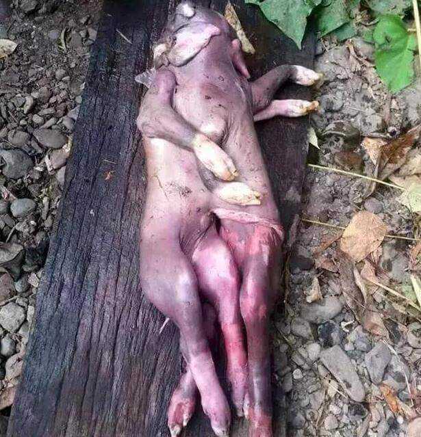 母猪生下畸形猪仔，竟然长了8只脚430 / 作者:UFO爱好者 / 帖子ID:66665