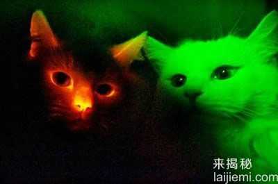 地球上的发光生物之谜 神奇的荧光蝎子576 / 作者:UFO外星人爱好者 / 帖子ID:60318