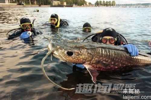 全球十大恶魔鱼：恐怖的南美洲食人鱼535 / 作者:UFO来啦 / 帖子ID:62131