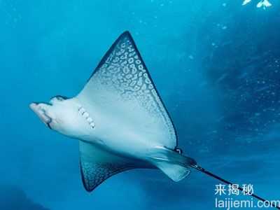 盘点：海底最危险的十大动物排行榜437 / 作者:UFO来啦 / 帖子ID:65235