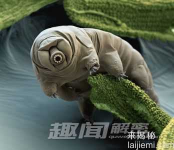 惊奇：外太空环境都杀不死的水熊516 / 作者:UFO来啦 / 帖子ID:63820