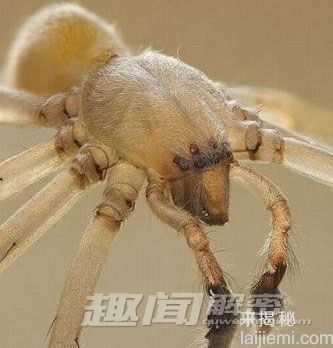 惊！盘点世界上十大最毒蜘蛛排行榜734 / 作者:UFO来啦 / 帖子ID:63821