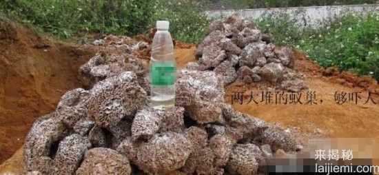 男子挖出巨型蚁穴：活捉30岁蚁后388 / 作者:UFO来啦 / 帖子ID:64981