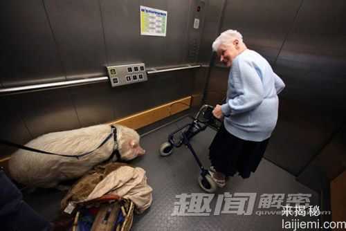 幽默搞笑：镜头下动物们的奇趣瞬间227 / 作者:UFO来啦 / 帖子ID:63684