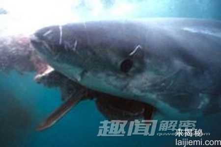十大动物的“超能力”人类无法匹敌35 / 作者:UFO来啦 / 帖子ID:62428