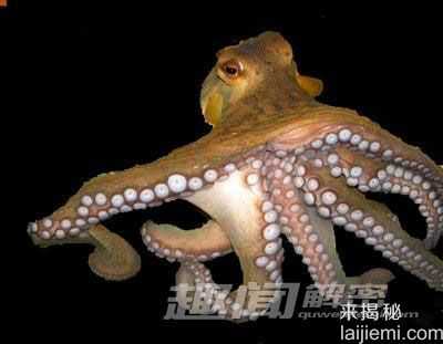 令人惊讶动物繁衍：猪达到巅峰持续30分钟312 / 作者:UFO来啦 / 帖子ID:62077