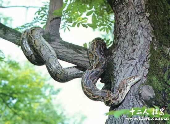 灰鼠蛇：无毒胆小，被抓住会断尾逃跑(可治风湿)522 / 作者:UFO来啦 / 帖子ID:64801