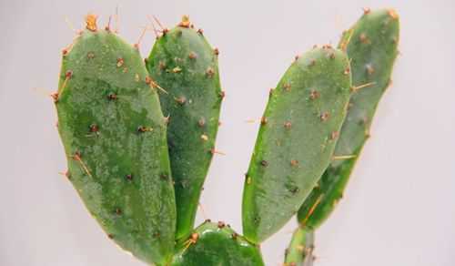植物的防御武器之谜：利刺、毒液、装甲920 / 作者:UFO来啦 / 帖子ID:64451