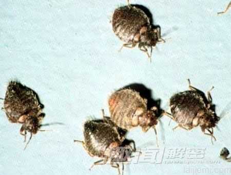 动物最奇特的交配方式排行 雄性海马当妈624 / 作者:UFO来啦 / 帖子ID:62404