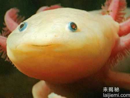 你认识几个？世界上最濒危灭绝的10大物种189 / 作者:UFO来啦 / 帖子ID:62189
