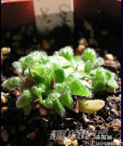 致命诱惑 十大美丽的食虫植物939 / 作者:UFO来啦 / 帖子ID:65614
