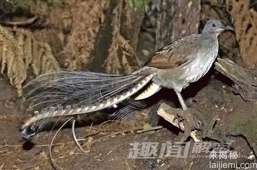 自然界的超级英雄：动物也有超能力285 / 作者:UFO来啦 / 帖子ID:65604