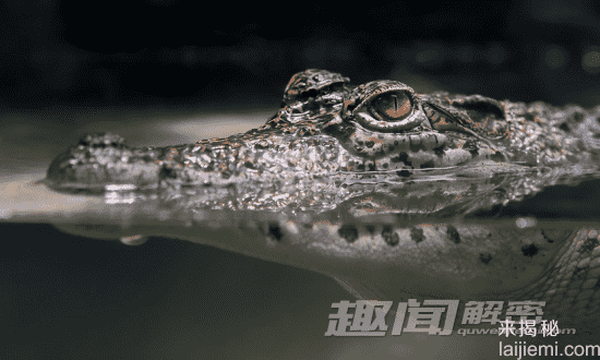 动物界的十大奇闻：大象记忆能力超群243 / 作者:UFO来啦 / 帖子ID:62442