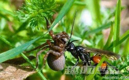 动物世界十大诡异“进餐礼仪”142 / 作者:UFO来啦 / 帖子ID:62399