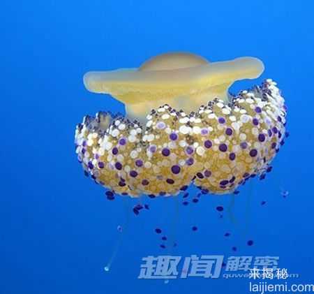 奇葩生物：地中海发现煎鸡蛋水母116 / 作者:UFO外星人爱好者 / 帖子ID:58093