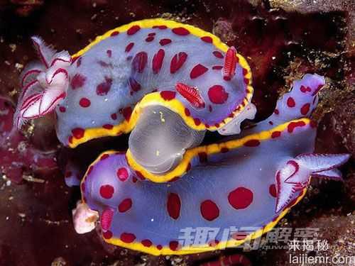 奇异！盘点世界十大色彩斑斓的海洋生物844 / 作者:UFO来啦 / 帖子ID:63453