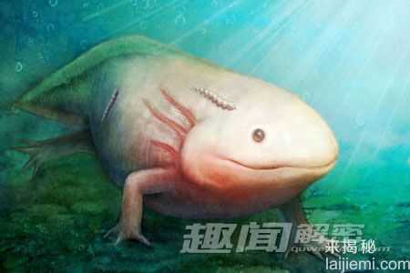 侏罗纪时期的“淡水吸血鬼”被发现!5 / 作者:UFO来啦 / 帖子ID:62151 侏罗纪时期的“淡水吸血鬼”被发现!5 / 作者:UFO来啦 / 帖子ID:62151