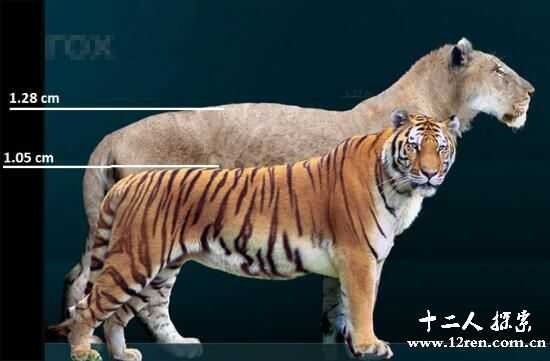 残暴狮：史上最大的猫科动物，长4米重800斤(已灭绝)83 / 作者:UFO来啦 / 帖子ID:64535