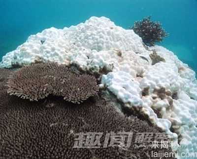 自然界的未解之谜：揭示珊瑚白化的秘密751 / 作者:UFO来啦 / 帖子ID:65603