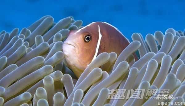 苍鹭岛潜水 探秘大堡礁海底迷宫885 / 作者:UFO来啦 / 帖子ID:65626