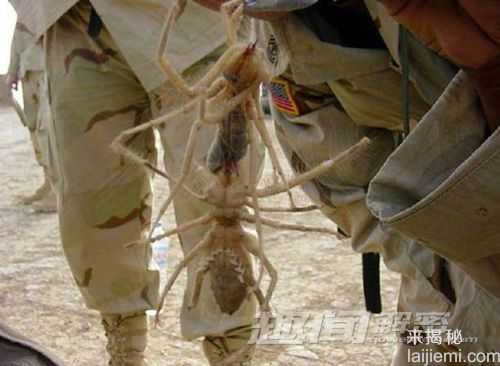 盘点自然界十种最神奇的动植物217 / 作者:UFO来啦 / 帖子ID:65176