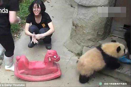 萌翻了！熊猫宝宝骑木马走红83 / 作者:UFO爱好者 / 帖子ID:66887