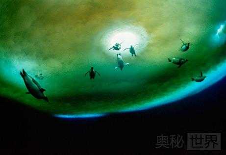 气候变化威胁十大物种的生存590 / 作者:UFO来啦 / 帖子ID:64573