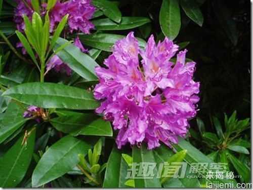 危险！盘点地球上16种致命杀手737 / 作者:UFO来啦 / 帖子ID:62476