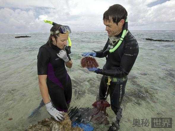 有毒的长棘海星入侵南太平洋  珊瑚礁大量死亡 岛屿生态瘫痪457 / 作者:UFO来啦 / 帖子ID:64255