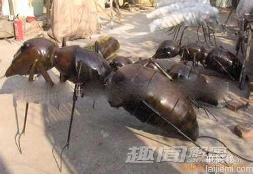 奇特蚂蚁首尾相连，共同托运大型猎物401 / 作者:UFO来啦 / 帖子ID:63456
