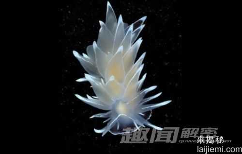 裸鳃类生物神奇技能：收集毒素为己所用836 / 作者:UFO来啦 / 帖子ID:65756
