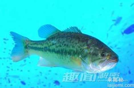 盘点：自然界中十大雌雄同体的动物441 / 作者:UFO来啦 / 帖子ID:65239