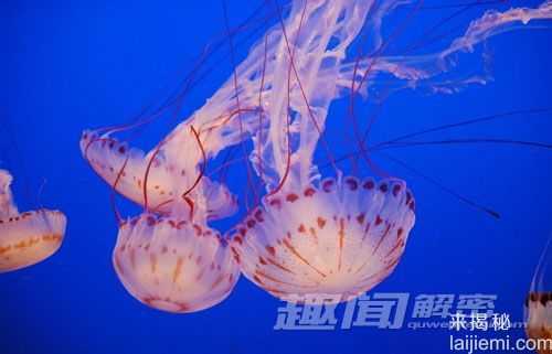 震撼！未来海洋将被数不尽的水母承包431 / 作者:UFO来啦 / 帖子ID:66132