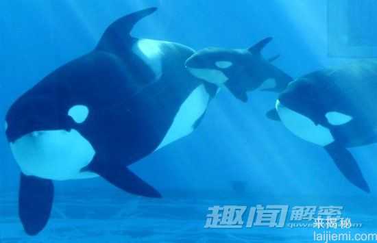 动物界的十大奇闻：大象记忆能力超群292 / 作者:UFO来啦 / 帖子ID:62442