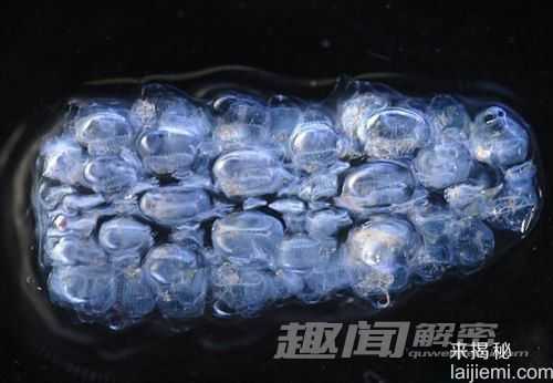 那些最奇葩的章鱼人 你见过了吗？809 / 作者:UFO来啦 / 帖子ID:65937