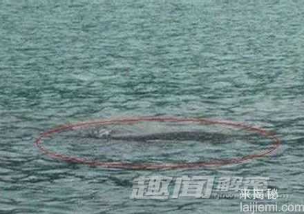 盘点：全球最著名的十大神秘水怪109 / 作者:UFO来啦 / 帖子ID:65218