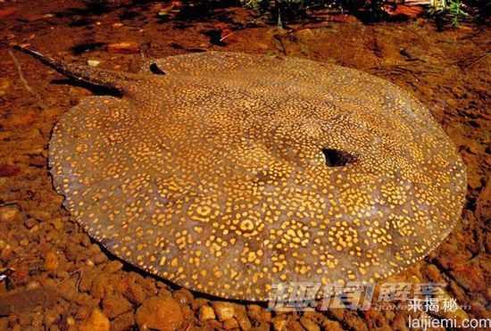 令人恐惧13种淡水动物-食人鱼牙齿锋利285 / 作者:UFO来啦 / 帖子ID:62095