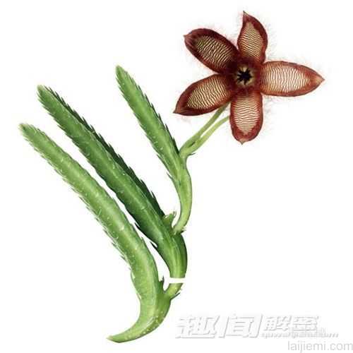大开眼界！全球十大罕见物种925 / 作者:UFO来啦 / 帖子ID:63341