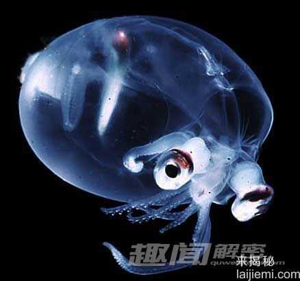 全球十大透明动物大揭密-罕见玻璃蛙324 / 作者:UFO来啦 / 帖子ID:62144