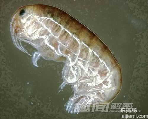 澳大利亚地下发现九种新物种 地下蜗牛824 / 作者:UFO来啦 / 帖子ID:64769