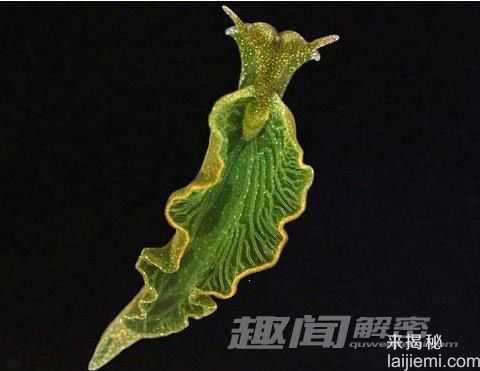 你所不知道的 十大吞食阳光的稀奇生物936 / 作者:UFO来啦 / 帖子ID:62201