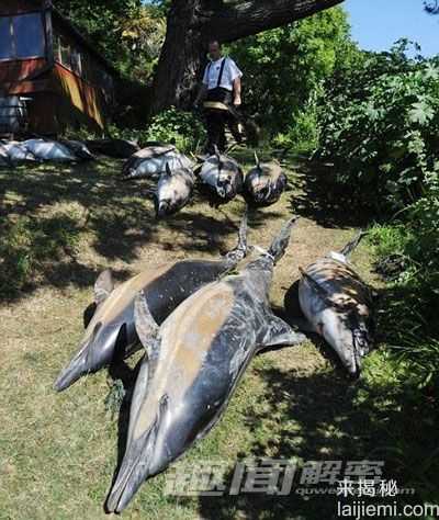 全球令人震惊的动物集体离奇死亡事件376 / 作者:UFO来啦 / 帖子ID:62202