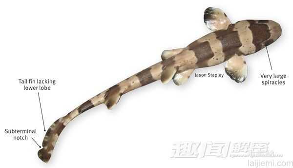 印尼海域奇闻 用鳍在海底行走的鲨鱼552 / 作者:UFO来啦 / 帖子ID:62535