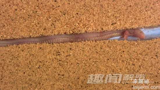 奇特鼹蜥后肢退化：看似蛇和蜥蜴结合体304 / 作者:UFO来啦 / 帖子ID:63460