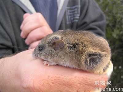 惊奇发现！灭绝生物惊奇复活863 / 作者:UFO来啦 / 帖子ID:63819