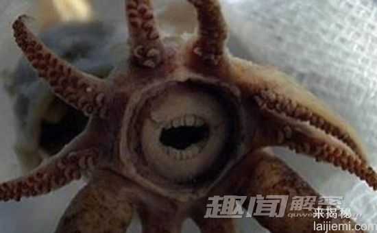 最奇特的八种鱿鱼：萌翻人的“小猪鱿鱼”444 / 作者:UFO来啦 / 帖子ID:64212