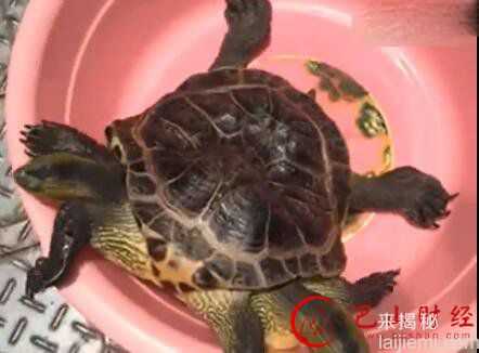罕见！山西现六条腿双头小龟55 / 作者:UFO外星人爱好者 / 帖子ID:58561