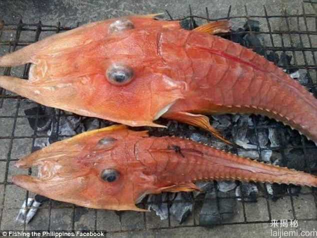 什么鬼？渔民捕到神秘海洋生物被吓呆!4 / 作者:UFO来啦 / 帖子ID:66380